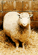 Sheep and cheerful